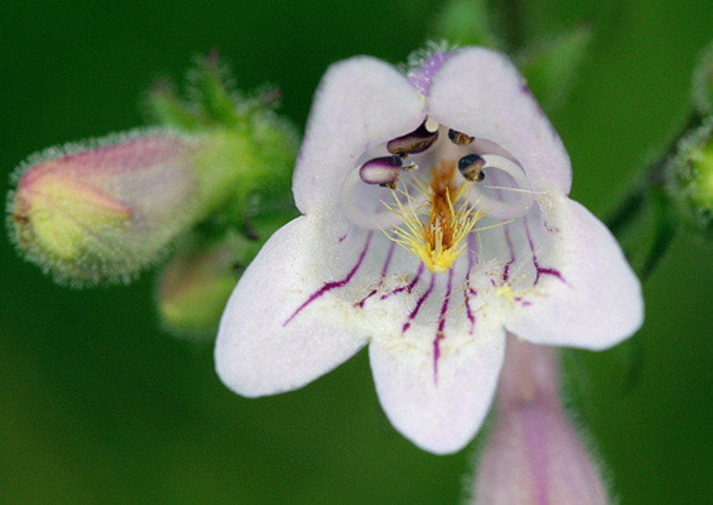 beardtongue4
